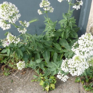 Photographie n°2297187 du taxon Centranthe lilas-d'Espagne