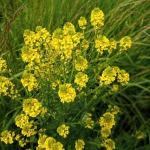 Photographie n°2297234 du taxon Barbarea vulgaris R.Br. [1812]