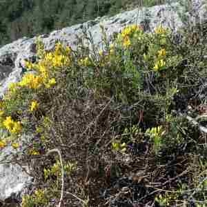 Photographie n°2297326 du taxon Genista x martinii Verg. & Soulié [1910]