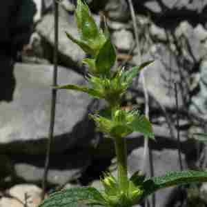 Photographie n°2297372 du taxon Sideritis hyssopifolia L. [1753]