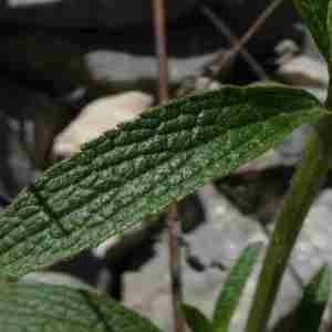 Photographie n°2297373 du taxon Sideritis hyssopifolia L. [1753]