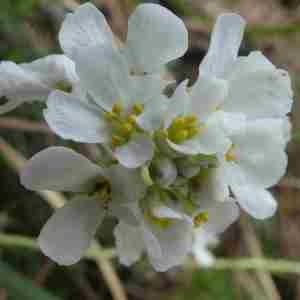 Photographie n°2297377 du taxon Sideritis hyssopifolia L. [1753]