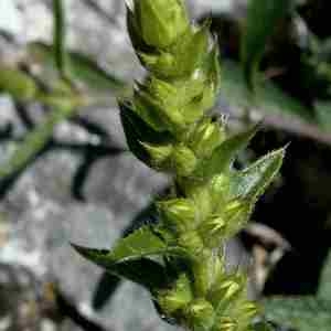 Photographie n°2297378 du taxon Sideritis hyssopifolia L. [1753]