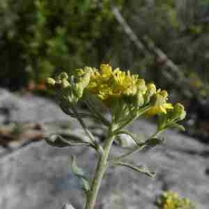 Photographie n°2297434 du taxon Alyssum simplex Rudolphi [1799]