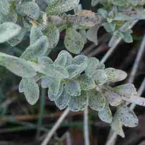 Photographie n°2297436 du taxon Alyssum simplex Rudolphi [1799]