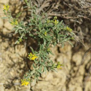 Photographie n°2297470 du taxon Anthyllis hermanniae L. [1753]