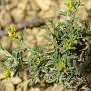 Photographie n°2297473 du taxon Anthyllis hermanniae L. [1753]