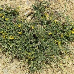 Photographie n°2297474 du taxon Anthyllis hermanniae L. [1753]