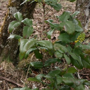 Photographie n°2297484 du taxon Berberis aquifolium Pursh [1814]