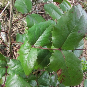 Photographie n°2297488 du taxon Berberis aquifolium Pursh [1814]