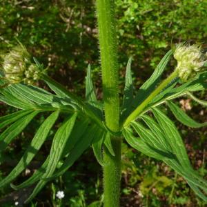 Photographie n°2297539 du taxon Valeriana officinalis L.