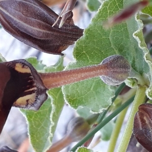 Photographie n°2297545 du taxon Aristolochia pistolochia L. [1753]