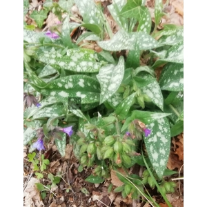 Pulmonaria longifolia subsp. delphinensis Bolliger (Pulmonaire du Dauphiné)