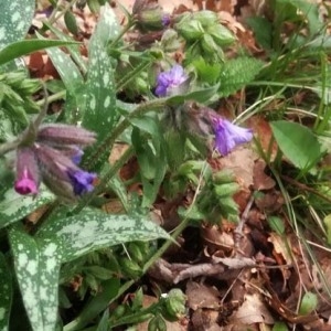  - Pulmonaria longifolia subsp. delphinensis Bolliger [1982]