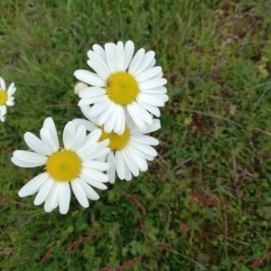 Photographie n°2297568 du taxon Leucanthemum vulgare Lam. [1779]