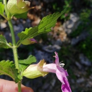 Photographie n°2297570 du taxon Melittis melissophyllum L.