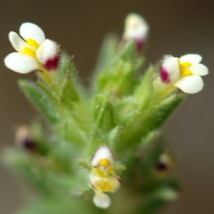 Photographie n°2297621 du taxon Parentucellia latifolia (L.) Caruel [1885]