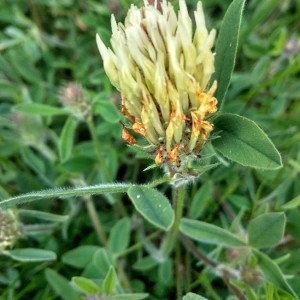 Photographie n°2297626 du taxon Trifolium ochroleucon Huds. [1762]