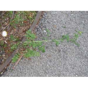 Sisymbrium sp.