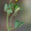  Liliane Roubaudi - Medicago disciformis DC. [1813]