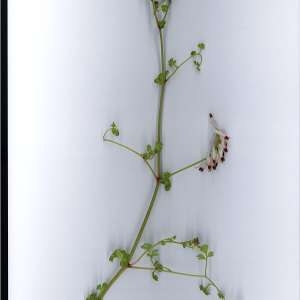 Photographie n°2297815 du taxon Fumaria capreolata L. [1753]