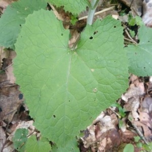 Photographie n°2297847 du taxon Lunaria rediviva L. [1753]