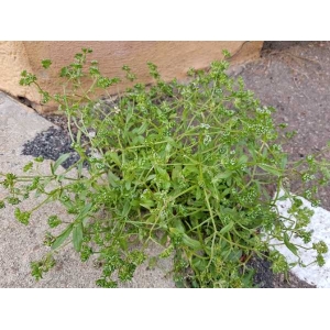 Valerianella microcarpa var. glabra M.-A.Thiébaud (Doucette à petits fruits)