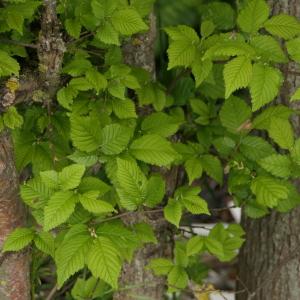 Photographie n°2297892 du taxon Ulmus glabra Huds. [1762]