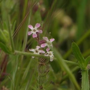 Photographie n°2297904 du taxon Silene gallica L. [1753]