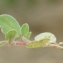  Liliane Roubaudi - Tripodion tetraphyllum (L.) Fourr. [1868]