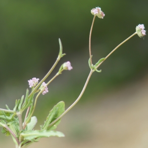 Photographie n°2297952 du taxon Valerianella vesicaria (L.) Moench [1794]