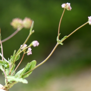 Photographie n°2297953 du taxon Valerianella vesicaria (L.) Moench [1794]