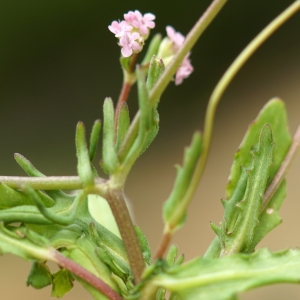 Photographie n°2297955 du taxon Valerianella vesicaria (L.) Moench [1794]