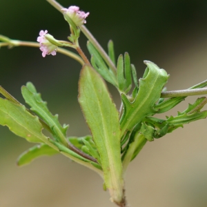 Valerianella vesicaria (L.) Moench (Bladder Cornsalad)