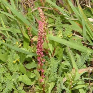Photographie n°2298006 du taxon Rumex bucephalophorus L. [1753]