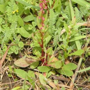 Photographie n°2298007 du taxon Rumex bucephalophorus L. [1753]