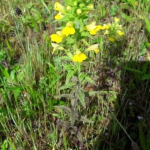 Photographie n°2298017 du taxon Parentucellia viscosa (L.) Caruel [1885]