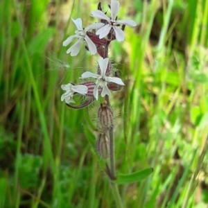 Photographie n°2298024 du taxon Silene gallica L. [1753]