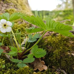 Photographie n°2298025 du taxon Potentilla sterilis (L.) Garcke [1856]