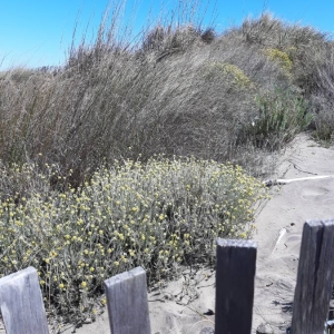 Photographie n°2298043 du taxon Helichrysum stoechas (L.) Moench