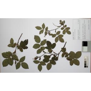 Rosa trachyphylla Rau (Églantier de Jundzill)