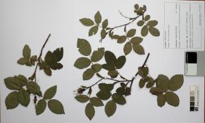 Régis MATHON, le 16 mai 2018 (Tournefeuille (La Ramée))