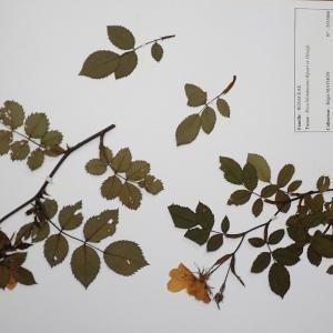  - Rosa blondaeana Ripart ex Déségl. [1861]