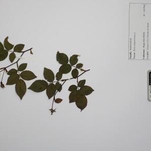 Photographie n°2298095 du taxon Rosa sempervirens L. [1753]