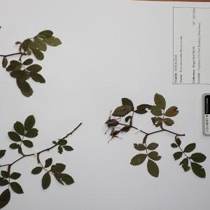 Photographie n°2298100 du taxon Rosa agrestis Savi [1798]