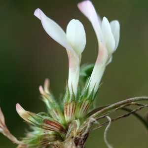 Photographie n°2298196 du taxon Trifolium uniflorum L. [1753]