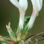  Liliane Roubaudi - Trifolium uniflorum L. [1753]