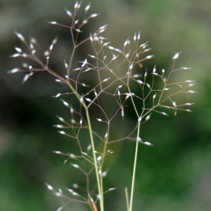 Photographie n°2298198 du taxon Aira cupaniana Guss. [1843]