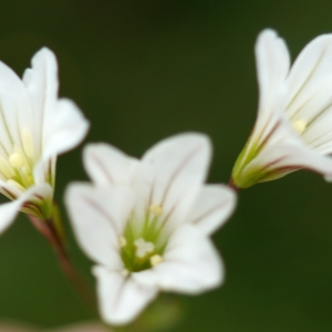 Anthericum graecum L.