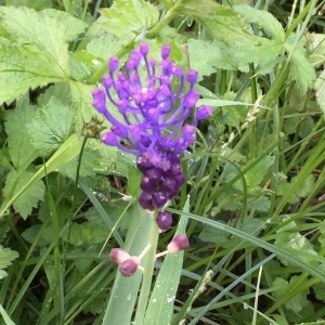 Photographie n°2298264 du taxon Muscari comosum (L.) Mill. [1768]